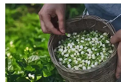 Bulk Dried Jasmine Tea - Pumi J Wellness Co