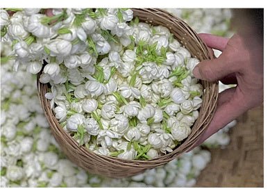 Bulk Dried Jasmine Tea - Pumi J Wellness Co